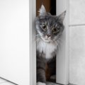 猫がドアを開けてしまう時の対処法3つ　開けやすいドアの特徴って？