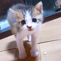 「戦闘力1ｗ」眼鏡しないで子猫に近づいたら全力警戒されて…"可愛す…