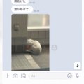 父から『誰か助けて』と1匹の白猫の様子とともにLINEがきて…保護した結果→…