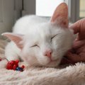 猫の『老いの入口』を示す兆候7選　見た目や行動、どう変化してくる？