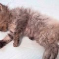 目が塞がり、『瀕死の状態だった子猫たち』→治療を続けた結果…涙が止…