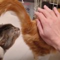 おしりのニオイを嗅がれたくない猫ちゃんVS嗅ぎたい猫ちゃん