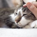 猫が『ゴロゴロ音』を出すのはどんな時？5つのシーンを紹介♡