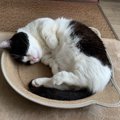 猫が『質の良い睡眠』をとるためにすべき３つのこと