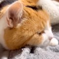 飼い主のベッドの上で、寝る直前の三毛猫→毛布をめくってあげると…羨まし…