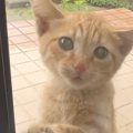 突然ベランダに現れ、家に入りたそうにしていた子猫…保護されて元気いっぱ…