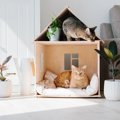 猫の多頭飼いにおける『部屋づくり』のコツ・ポイント5選