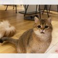 「いいなぁ…」おもちゃで遊んでいる先輩猫を見ているときの猫の表情が…