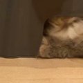 ステップ台の中に『入り込む猫』→飼い主に呼ばれると、『小さな穴』から……
