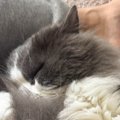 ぐっすりと眠っている猫→よく見ると、自分のしっぽを……とんでもなく『尊い…