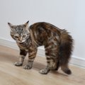 猫が『やんのかステップ』をしているときの気持ち3選　よく見られるの…
