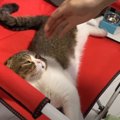 寝起きにこっそり。苦手な爪切りを頑張る猫さん！