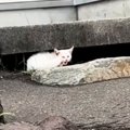 厳しい寒さが近づいてきた頃、『1匹の野良猫』が現れて…保護されると→…