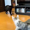 『保護赤ちゃん猫』が先住猫と初対面した結果…まさかの様子に"大…