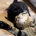『元気いっぱいな子猫』に絡まれる先輩猫……あまりにも『優しい対応』にほ…