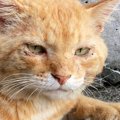 行方不明から半年、ボロボロで帰ってきたボス猫→連れて帰った結果…激…