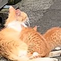 外で子猫のお世話を一生懸命していた母猫の『現在』…思わず涙が出る光…