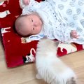 ドブに捨てられ弱っていた子猫→里親が決まり、なかなか会えなくなると思っ…