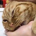 『ン"ミャアアア』甘えてきた猫を飼い主さんが撫でたら…まさかの『鳴…