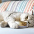 災害地に猫用品などを送っても良い？寄付する方法やマナー