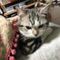 猫を『猫様』と呼んでしまう飼い主の心理