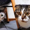 仲良くいられる「距離感」を大事にする猫さんたち！