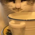 『ティーカップに入った水を飲む猫』の様子を見てみると…まさかの『衝…