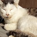 看取るつもりで保護した『ボロボロの野良猫』→２年後……涙あふれるビフ…