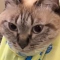 カンガルーのように『服に乗るのが好きな猫』→袋に入れてみたら…尊す…