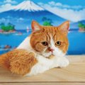 猫の春馬くんはどんな猫？ふてにゃんCMで有名になった経緯