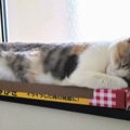 猫の飼い主が『買って良かった』と感じるアイテム5選