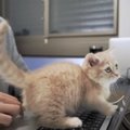 会社の朝礼に愛猫と参加！リモートワークならではの光景に『こんな子…