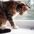 猫が誤って食べると『危ない虫』3選　どんなリスクがあるの？トラブルを防…