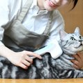 猫の『毛玉による嘔吐』を減らすためにできること3選　体への負担を減らす…