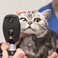 猫も目が悪くなる？視力低下かも知れない５つのサイン！病気の可能性も