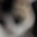 『ボニャールだぁ〜！』と思って慌てて撮影した猫の飼い主さん→写って…