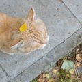 猫が花粉症になるのはどうして？対策の方法