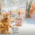 猫の飼い主が注意すべき『買い物アイテム』5つ