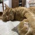 猫が『安心して暮らせる環境』の条件6つ