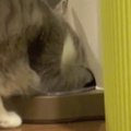 ふと見ると、自動給餌器の前にいた猫→前足を突っ込んで…思わず笑ってしま…