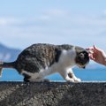 猫好きなら一度は訪れたい『猫の聖地』3選　全国各地のおすすめスポッ…