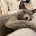 『甘えたい猫』が見せる表情や行動の変化3選！愛猫を思う存分に甘えさ…