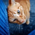 猫が『頭突き』をしてくる理由3選　攻撃のような仕草だけど、実はかわ…