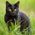 5年もの歳月を経て、黒猫が「ドイツに渡った飼い主」と再会！マイクロ…