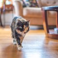 猫に『おいで』を覚えてもらうコツ3選　教えておきたい理由や使えるシーン…