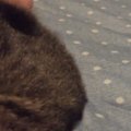 寝室でまったりしていると、猫が横で寝始めて…たまらなく可愛い瞬間に「と…