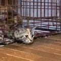 『狭いケージの隙間から出ようとする猫』を撮っていると…想像を超える『驚…