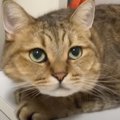 涼しい場所でくつろいでいた猫→顔をあげると…次々と変化していく『顔…