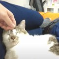 猫を『30代子なし夫婦が初めて飼った』結果…様々な変化が話題となり44…