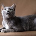 【獣医師監修】コラットは飼いやすい？猫種の性格や飼う前の注意点・価格…